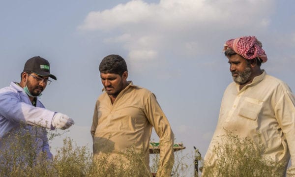 CABI staff showing farmers Parthenium in a field