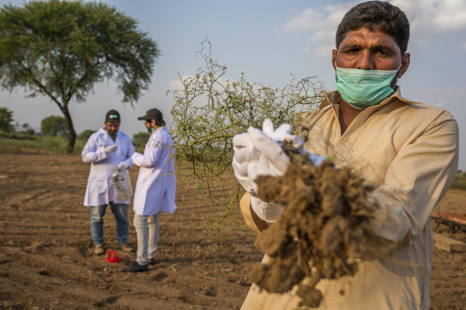 Parthenium eradication in Pakistan