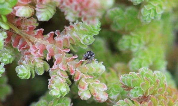 Azolla with the biocontrol agent