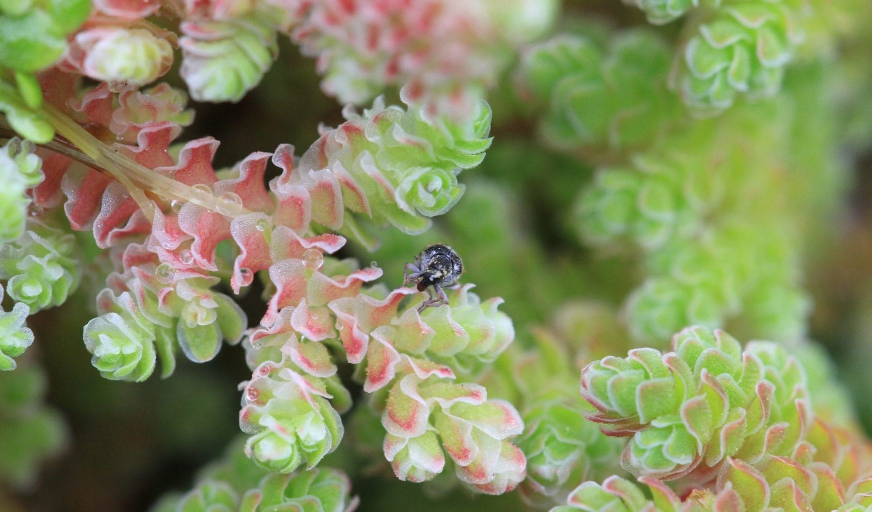 Azolla with the biocontrol agent