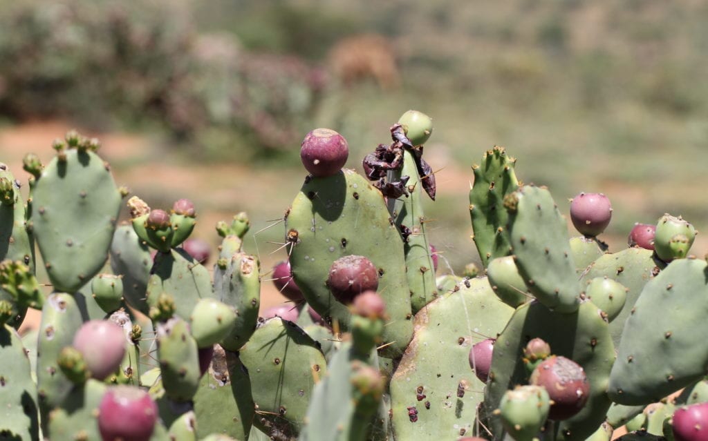 Invasive species compendium