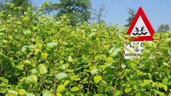 Japanese knotweed