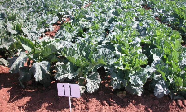 Kinale kale