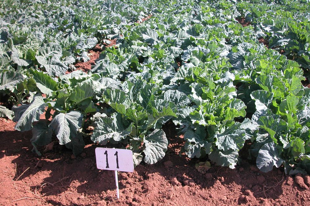 Kinale kale
