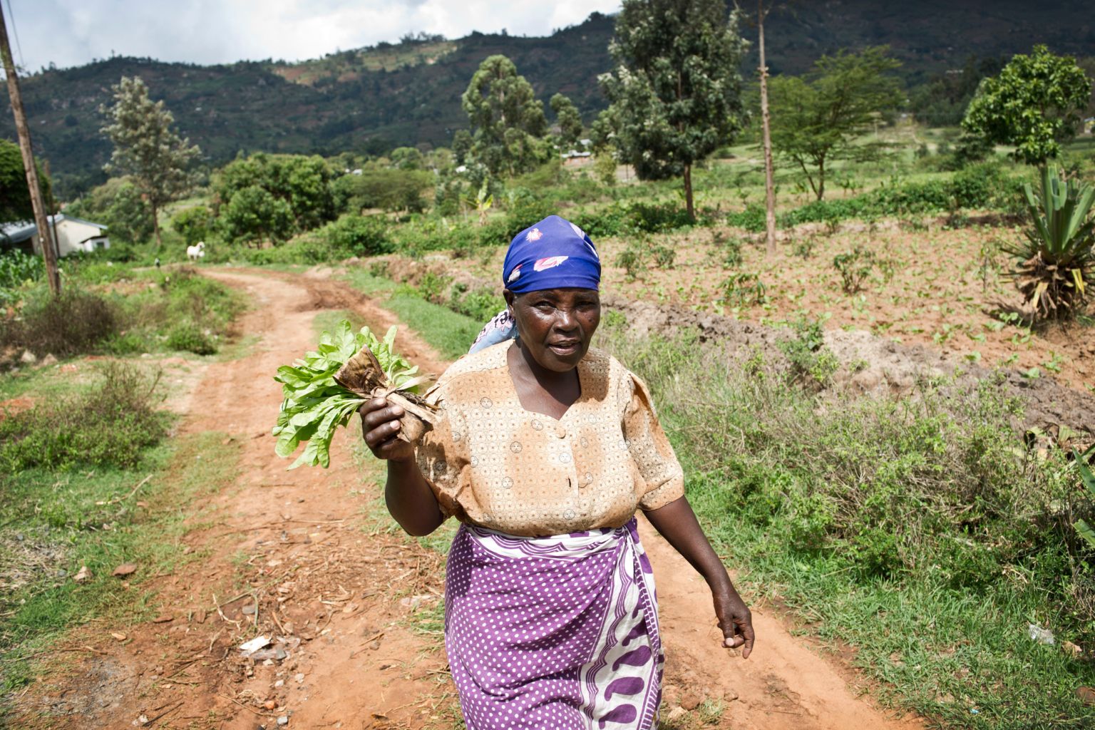 Where we work - Kenya - PlantwisePlus