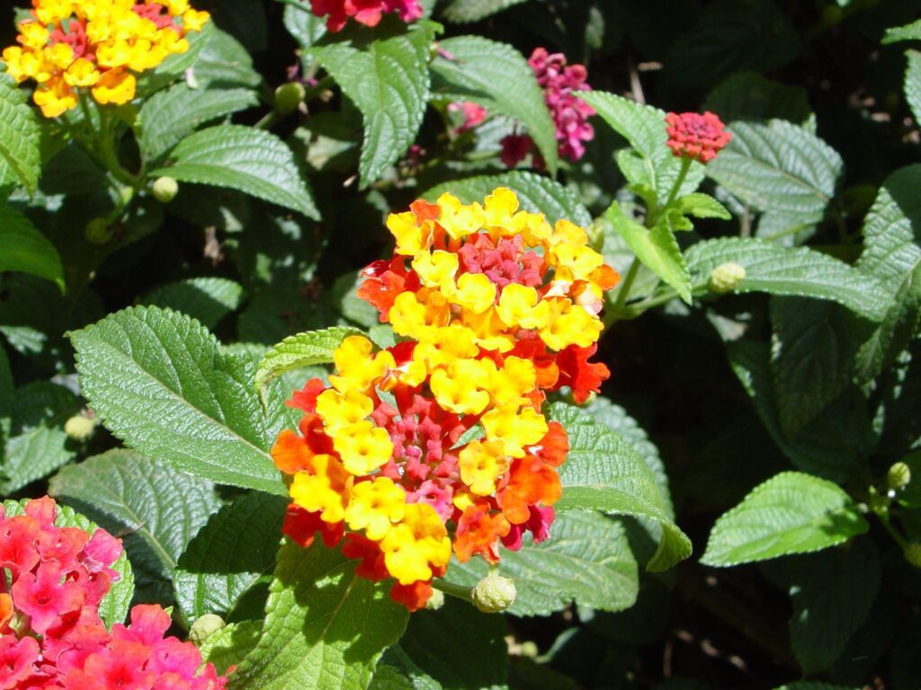Lantana Camara in full bloom.
