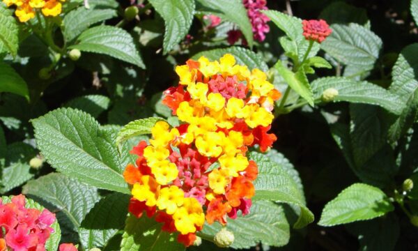 Lantana-Camara in blossom
