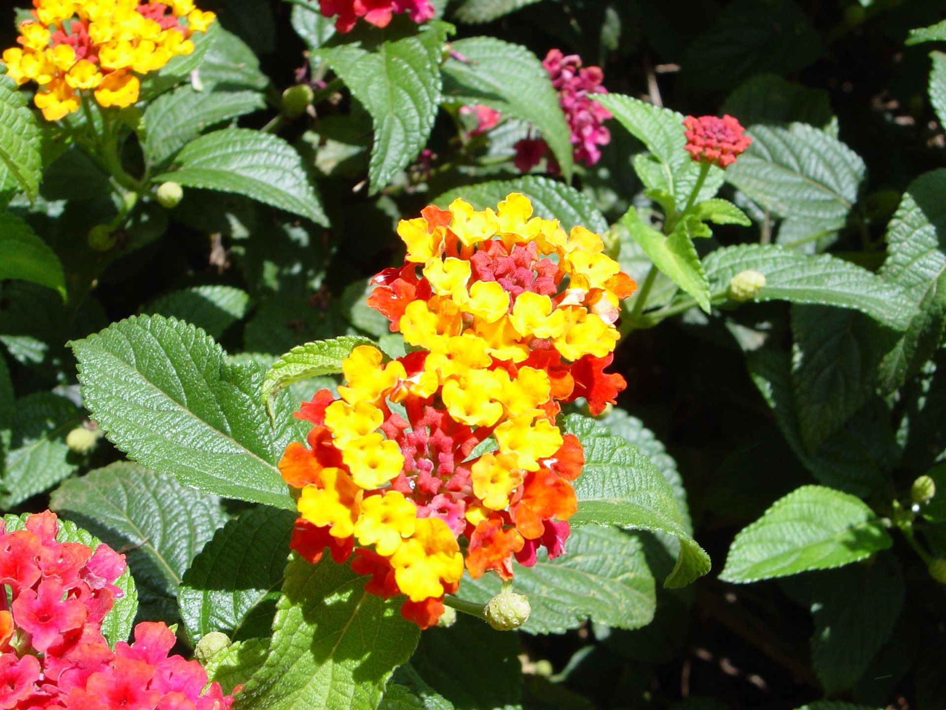 Lantana camara emerges as the most widespread invasive plant in eastern and  southern Africa - CABI.org