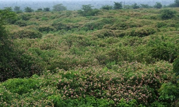 Lantana camara