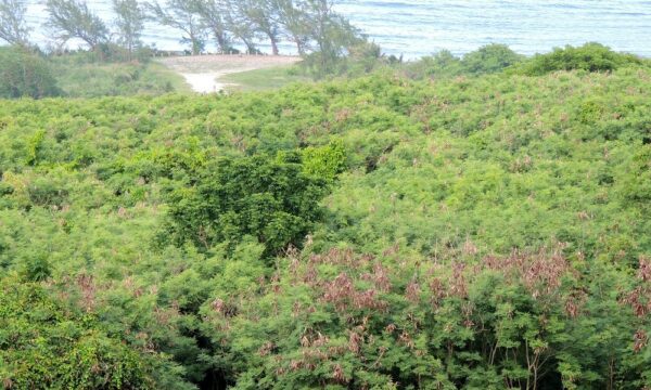 Leucaena invasions - Barbados