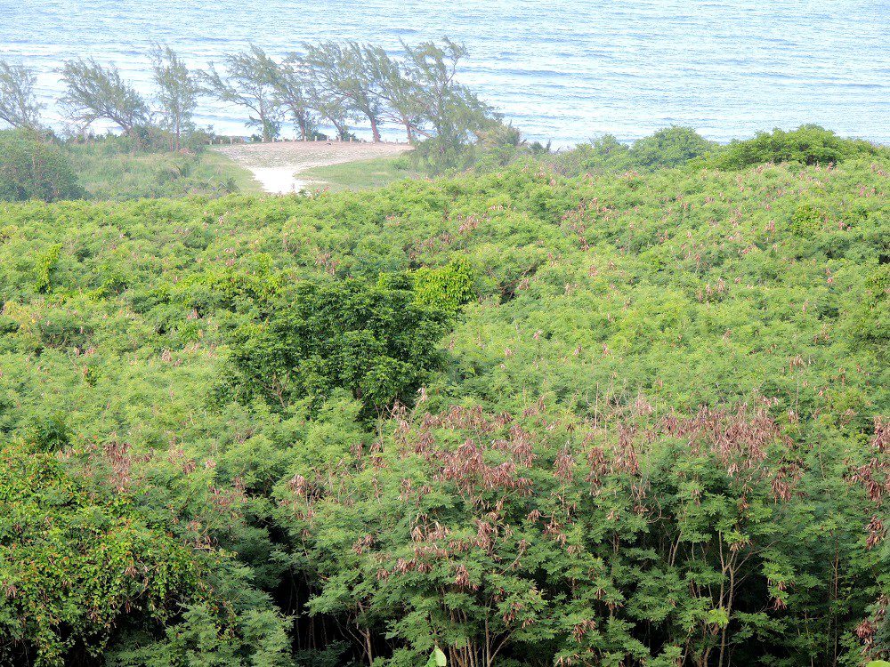 Leucaena invasions - Barbados