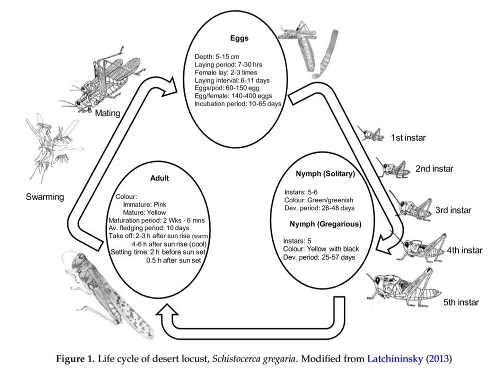 Lifecycle of locusts