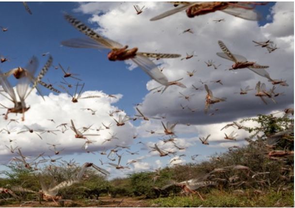 Locust swarm copyright FAO Sven Torfinn