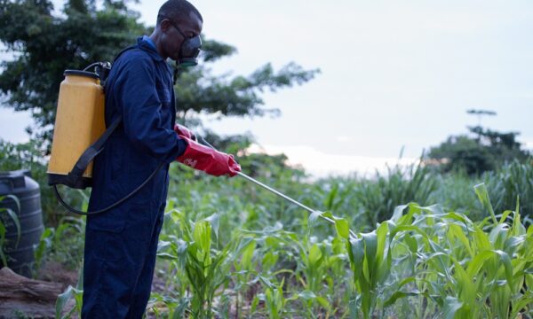 Spraying maize crops