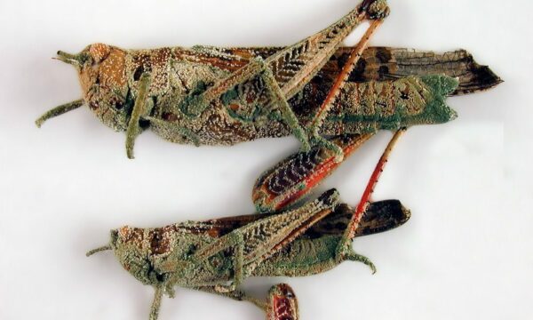 M3-T11.2-CSIRO_ScienceImage_1367_Locusts_attacked_by_the_fungus_Metarhizium