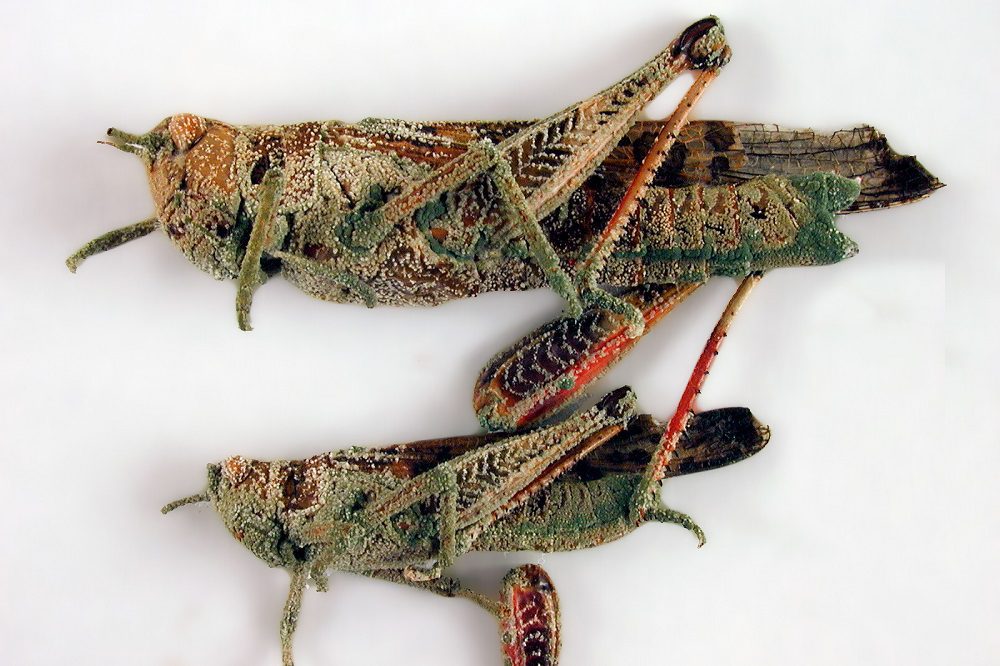 M3-T11.2-CSIRO_ScienceImage_1367_Locusts_attacked_by_the_fungus_Metarhizium