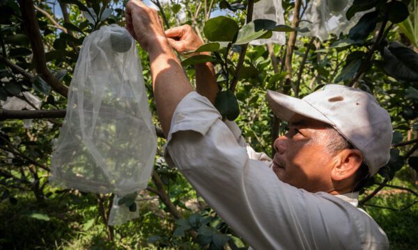 A farmer in Vietnam protecting his young pomelo fruit