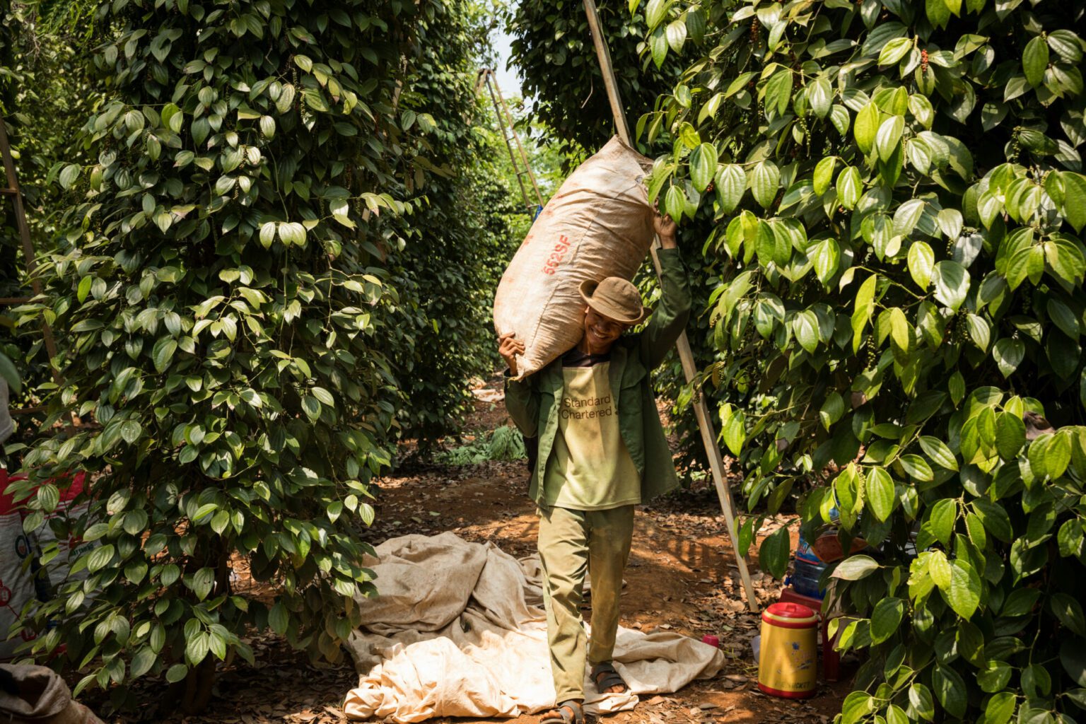 Bagging up the peppercorn for transporting