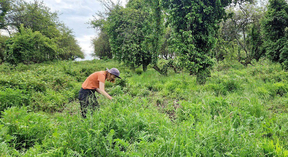 Maddy Holroyd collecting common tansy stems