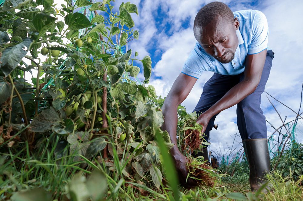 Male farmer uprooting