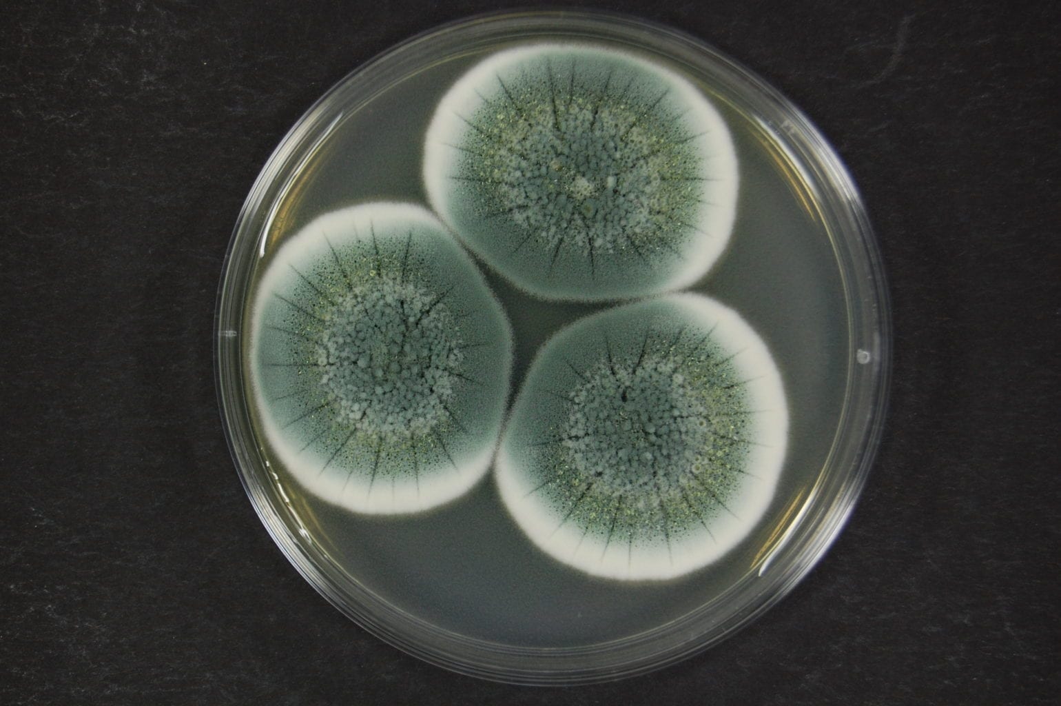 Penicillium chrysogenum species groupx