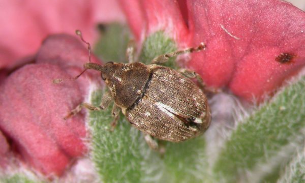 Mogulones borraginis adult on houndstongue flower