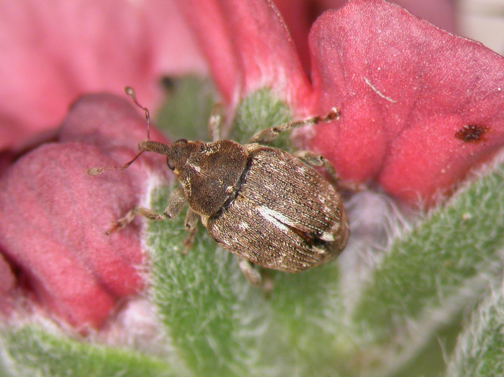 Mogulones borraginis adult on houndstongue flower