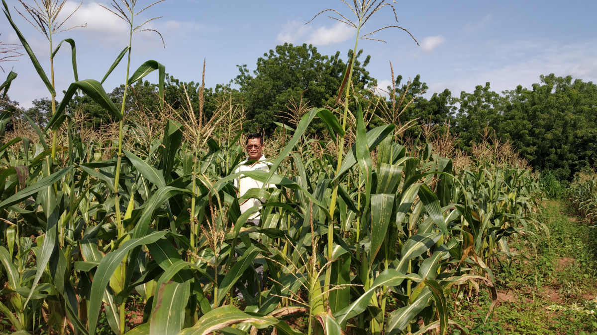 Piloting biopesticide use to manage fall armyworm in South Sudan - CABI.org