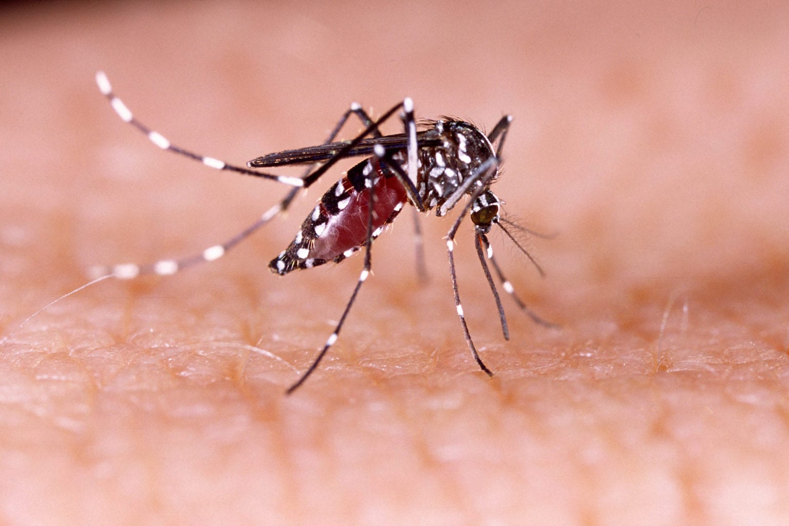 Mosquito close up
