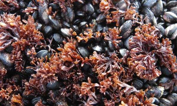 Mussels