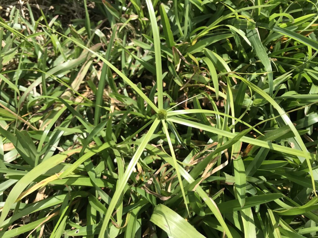 Close up photo of a Navua sedge plant growing in its natural field environment in Madagascar