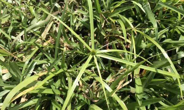 Close up photo of a Navua sedge plant growing in its natural field environment in Madagascar
