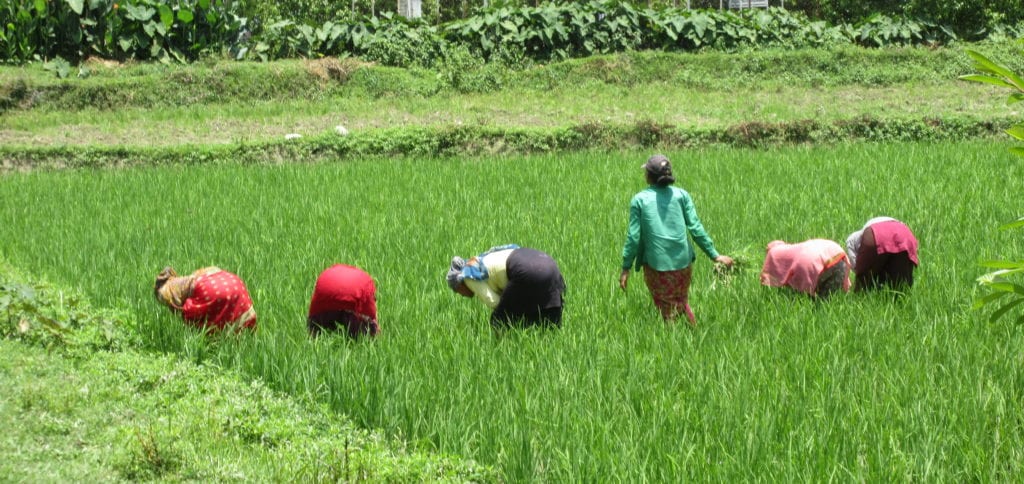 Farmers in Nepal