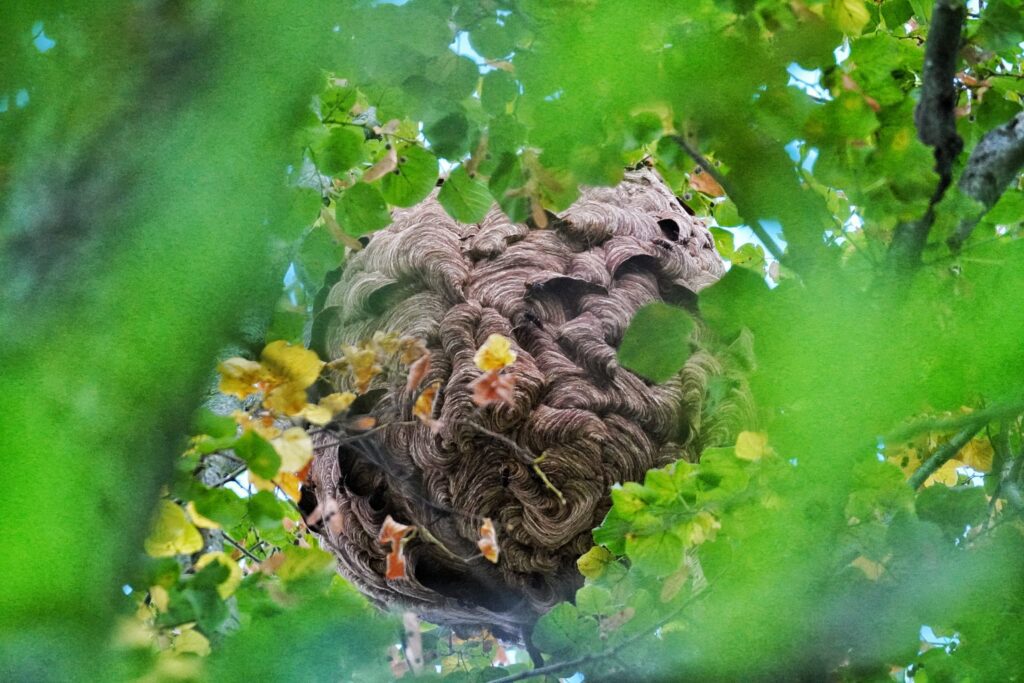 Asian hornet nest. Credit: Daniel Cherix (Lausanne University)