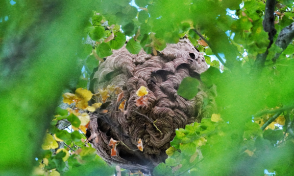 Asian hornet nest. Credit: Daniel Cherix (Lausanne University)