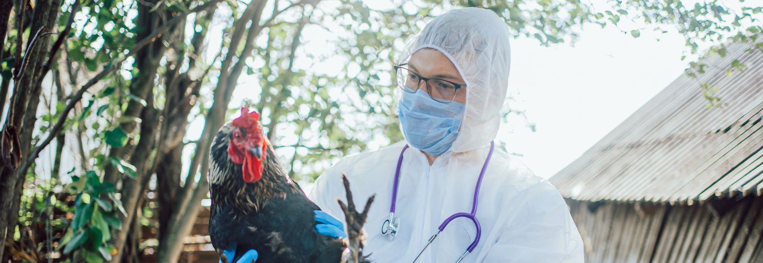 One Health chicken 1538x531