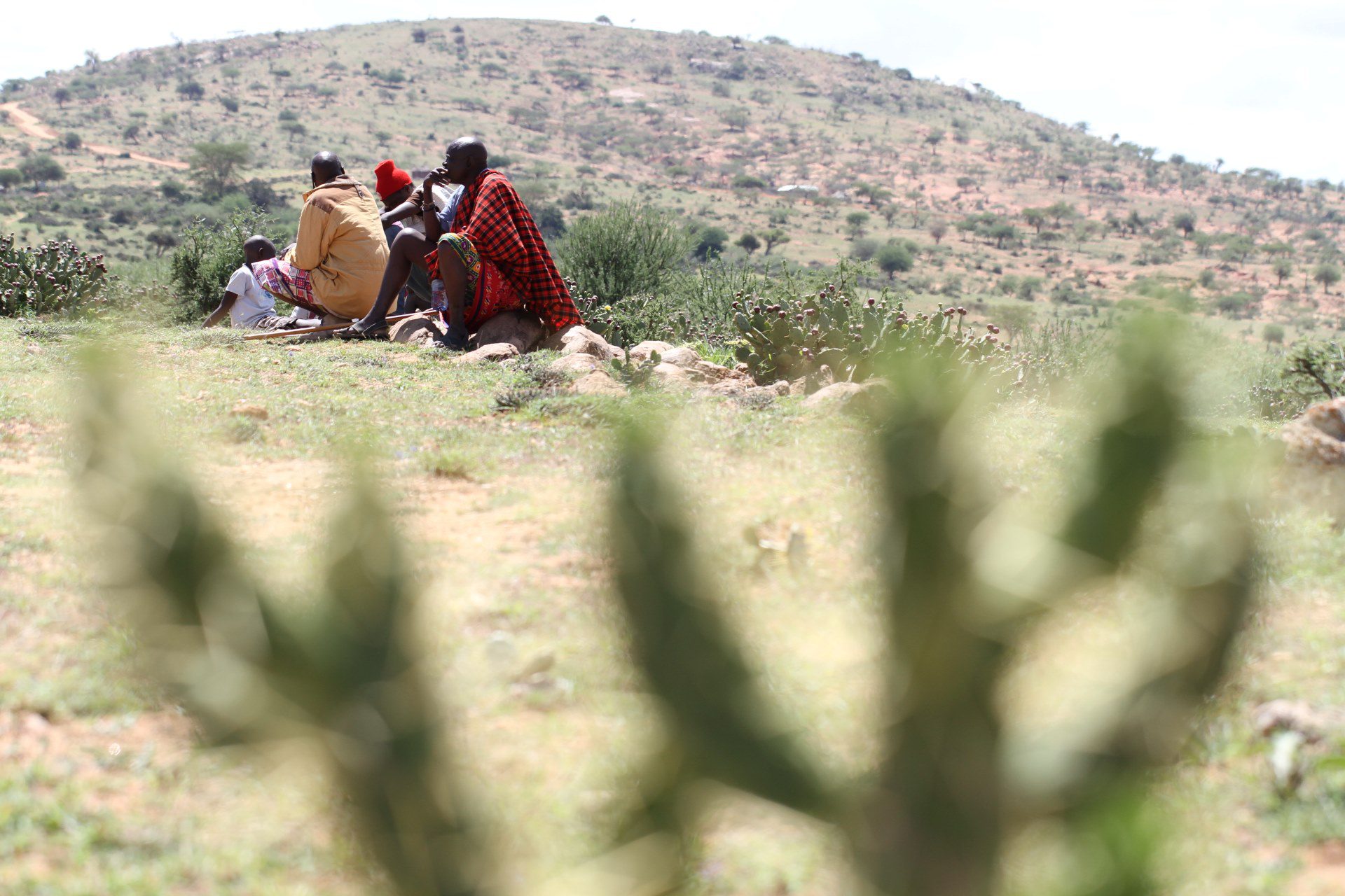 Opuntia-kenya
