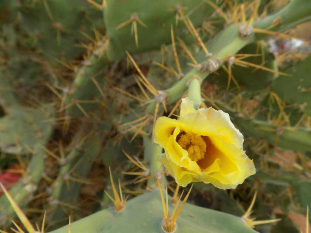 Opuntia stricta