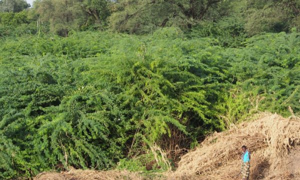 Prosopis juliflora