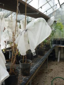 Rearing of Mogulones borraginis