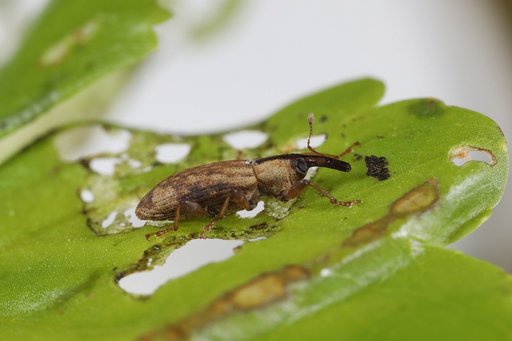 Weevil