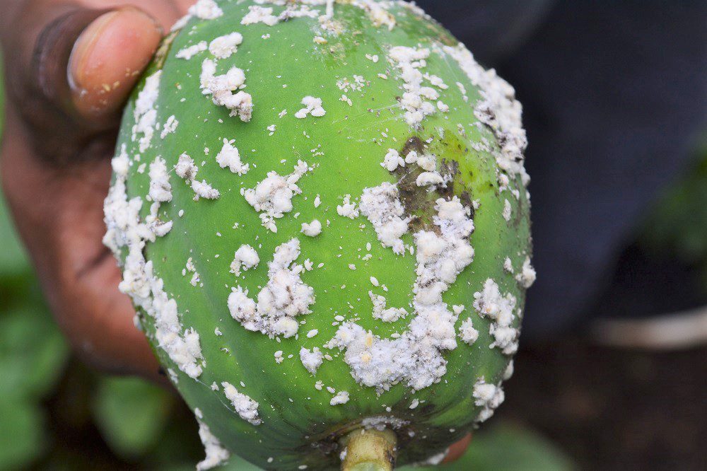 Papaya mealybug impact