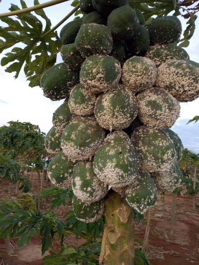 Papaya mealybug