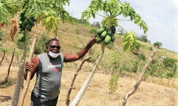 Papaya farmer