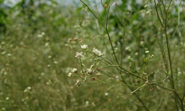 Parthenium