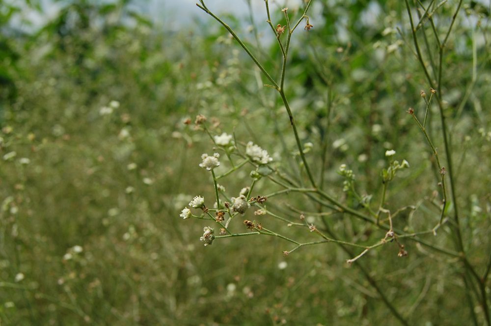 Parthenium