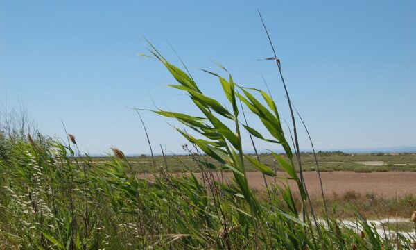 Phragmites poss 1