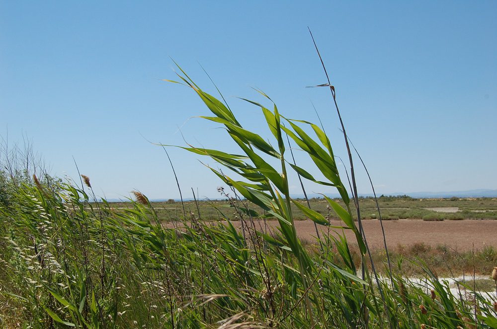 Phragmites poss 1