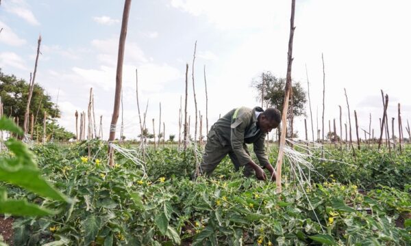 Phytosanitary