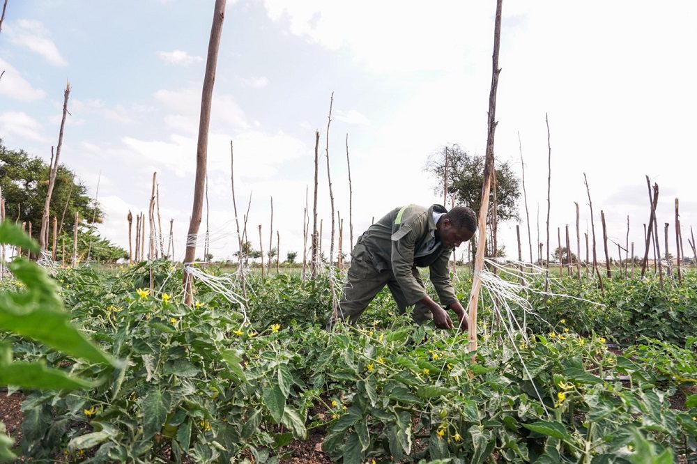 Phytosanitary